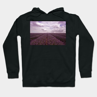 Lavender Field Hoodie